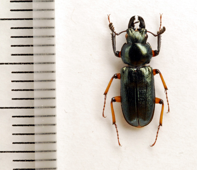f:id:platycerus:20061002233524j:image:h350 f:id:platycerus:20061002233524j:image:h350
