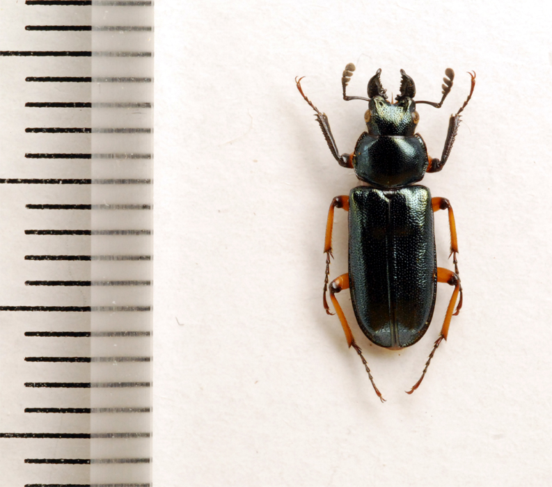 f:id:platycerus:20061002233818j:image:h350 f:id:platycerus:20061002233818j:image:h350