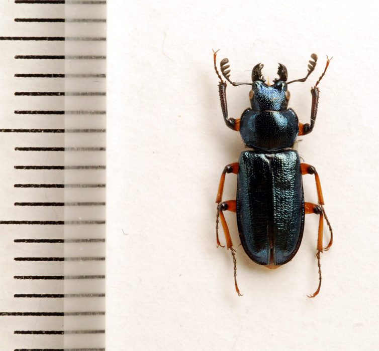 f:id:platycerus:20061002234050j:image:h350 f:id:platycerus:20061002234050j:image:h350