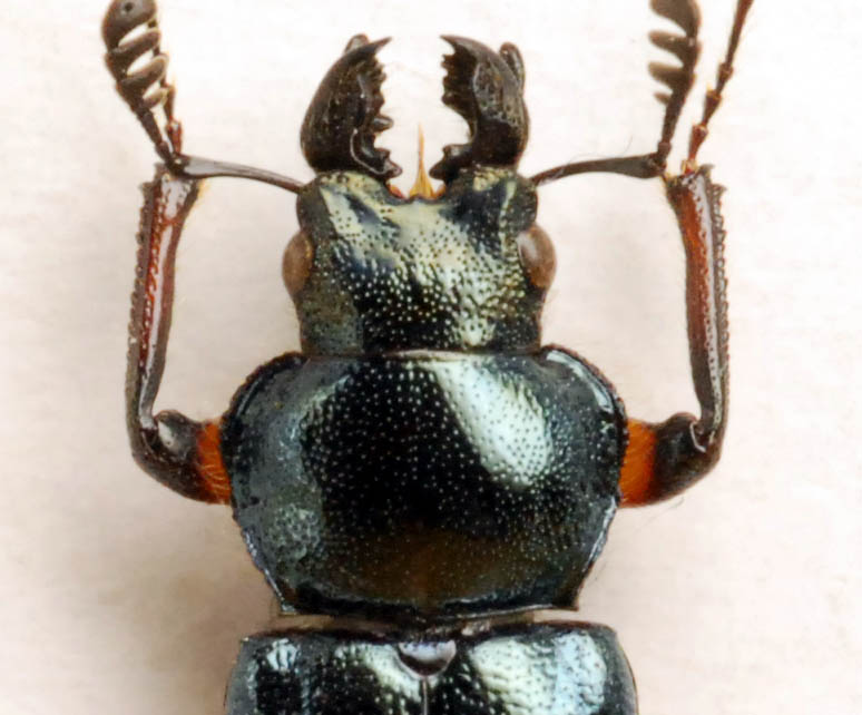 f:id:platycerus:20061003011803j:image:w440 f:id:platycerus:20061003011803j:image:w440