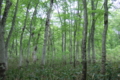 20090606134629