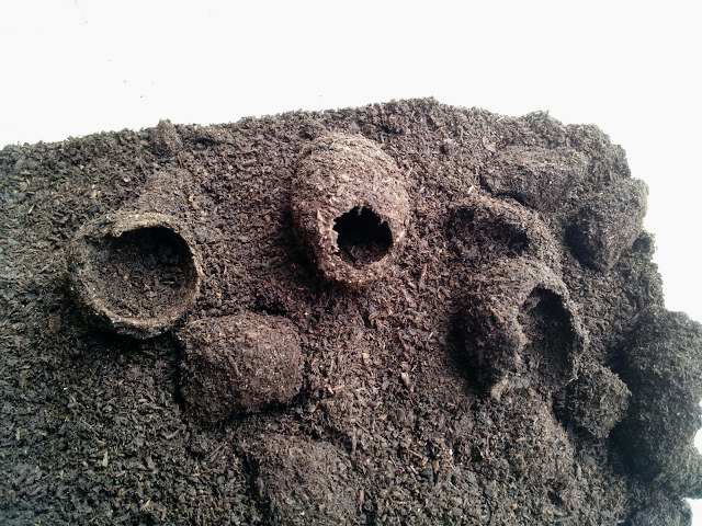 f:id:platycerus:20120624204703j:image