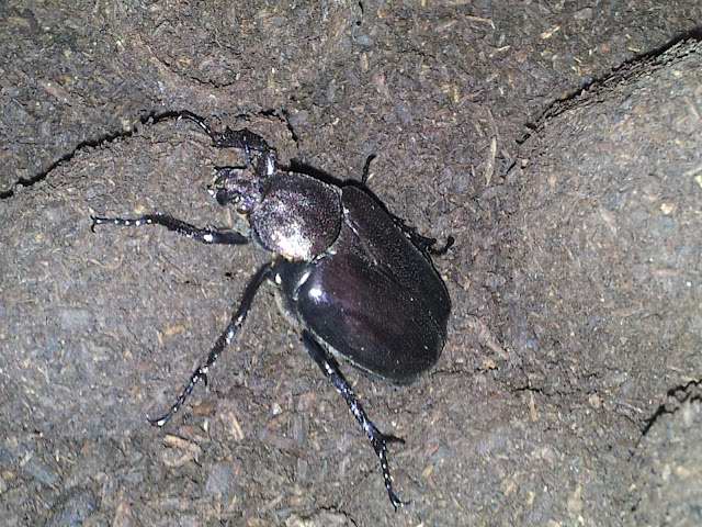 f:id:platycerus:20120624204704j:image