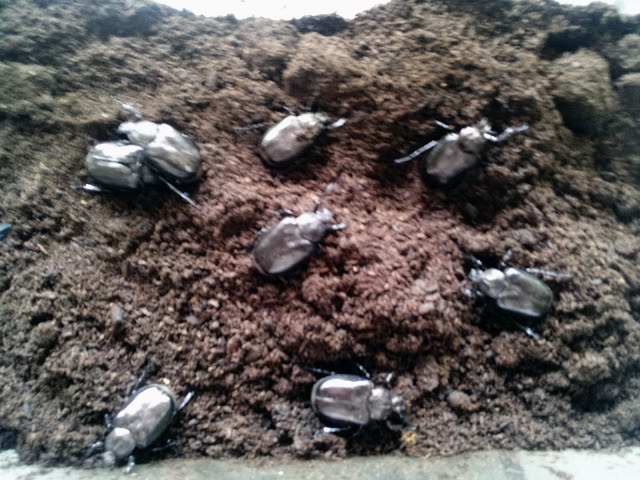 f:id:platycerus:20120624204705j:image