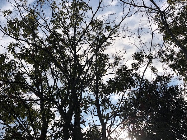 f:id:pleasantbreeze:20220202003509j:plain