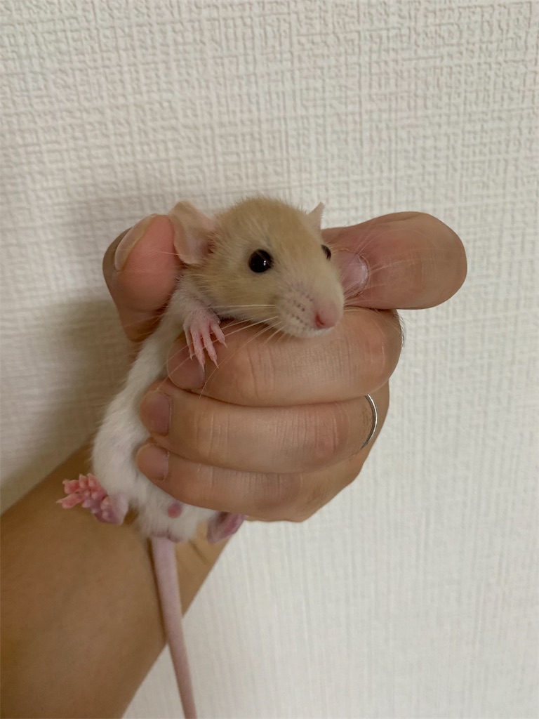 f:id:pleasantfriends:20190609212515j:image