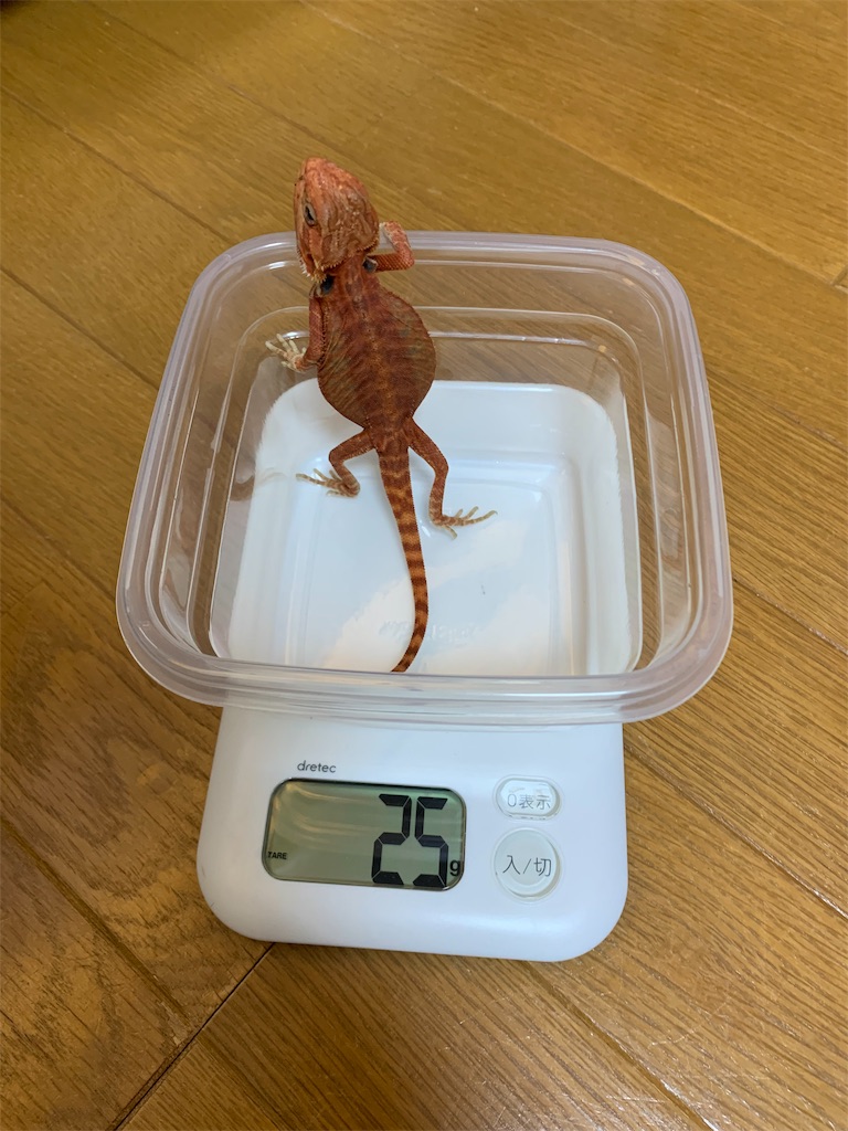 f:id:pleasantfriends:20190610231705j:image