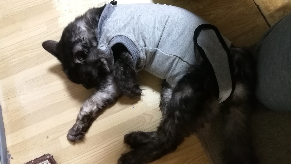 f:id:please-open-your-heart:20201224165826j:plain