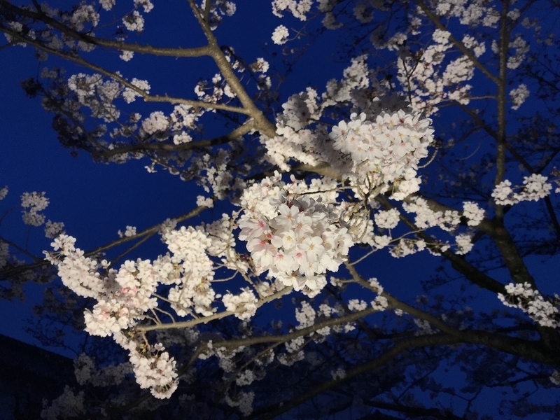 イメージ 7