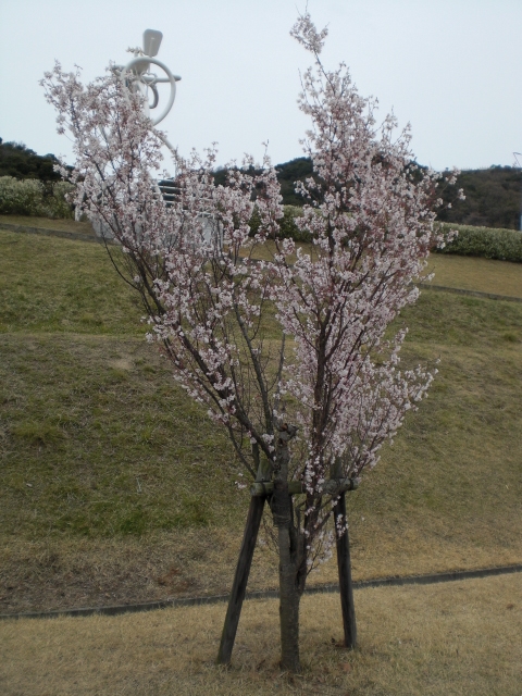 イメージ 5