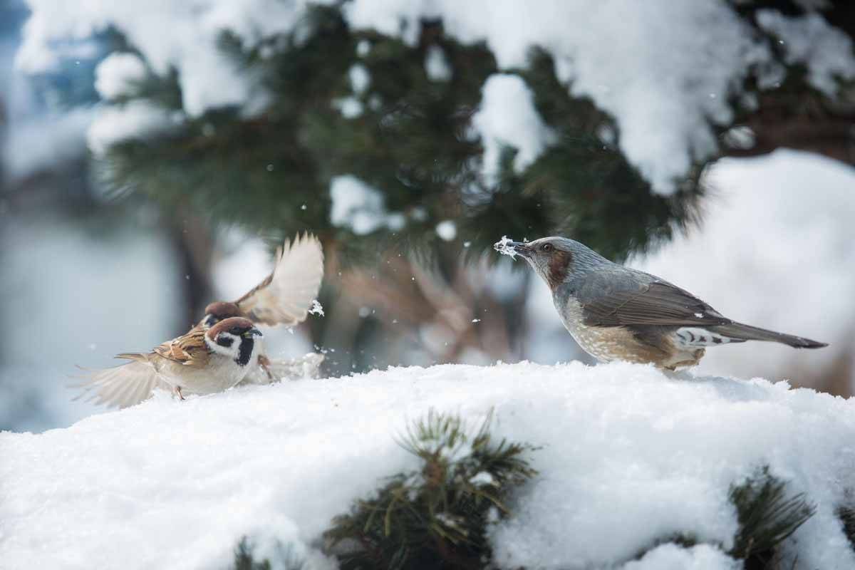 f:id:pleiades03:20200320120006j:plain f:id:pleiades03:20200320120006j:plain
