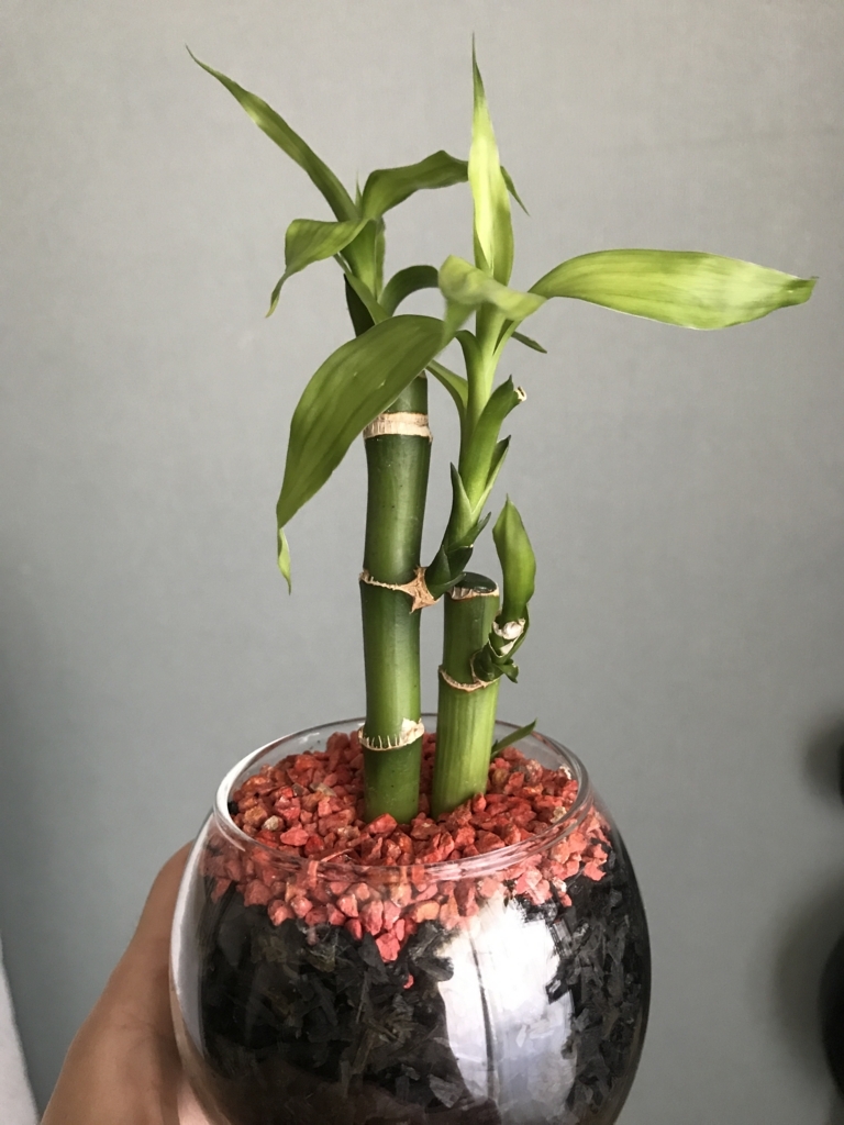 f:id:pliant_bamboo:20170711165355j:plain