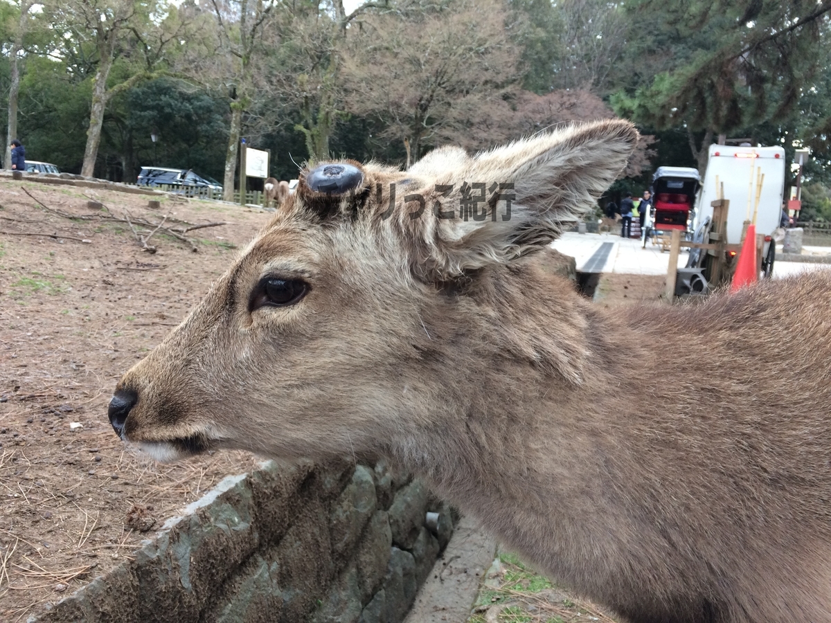 日本各地の鹿について（北海道, 奈良公園, 宮島） - チャリっこ紀行