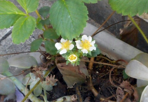 f:id:plnttr831:20160906092410j:plain