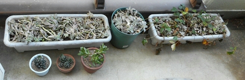 f:id:plnttr831:20161206093859j:plain