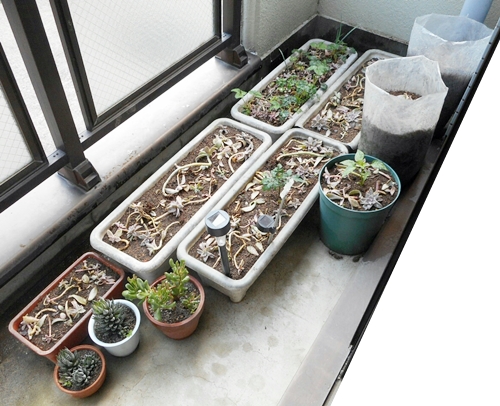 f:id:plnttr831:20170403164145j:plain