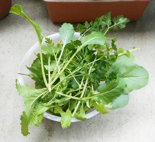 f:id:plnttr831:20170514110726j:plain