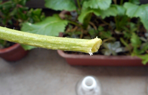 f:id:plnttr831:20170524093423j:plain