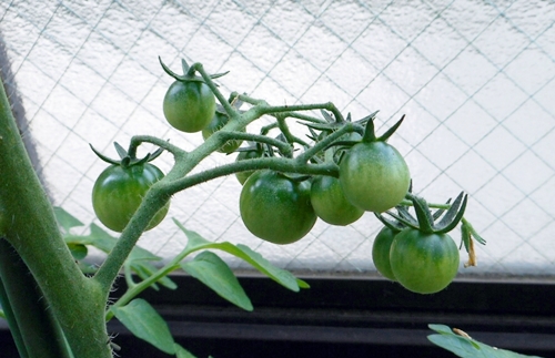 f:id:plnttr831:20170524093424j:plain