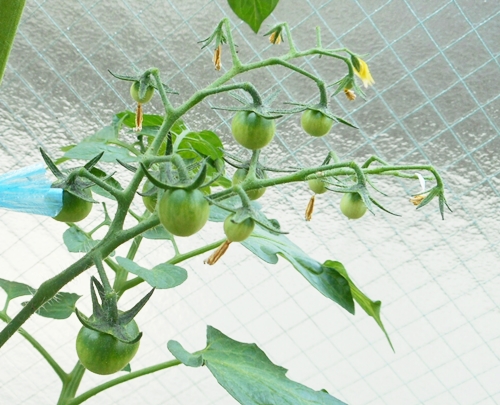 f:id:plnttr831:20170524093425j:plain