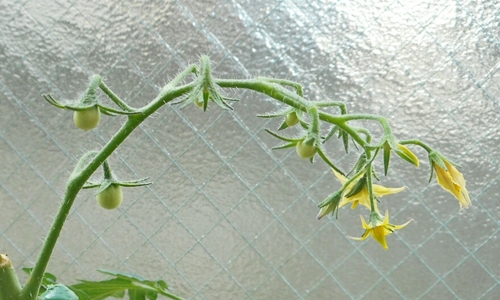 f:id:plnttr831:20170524093426j:plain