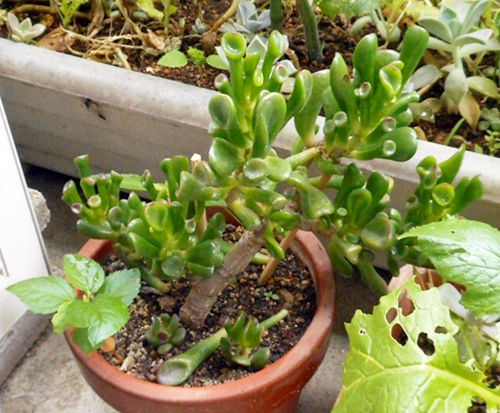 f:id:plnttr831:20170601085959j:plain