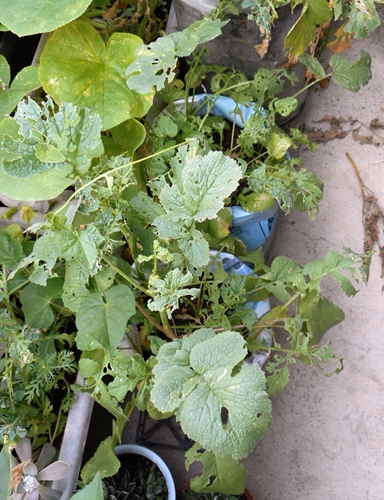 f:id:plnttr831:20170616092600j:plain