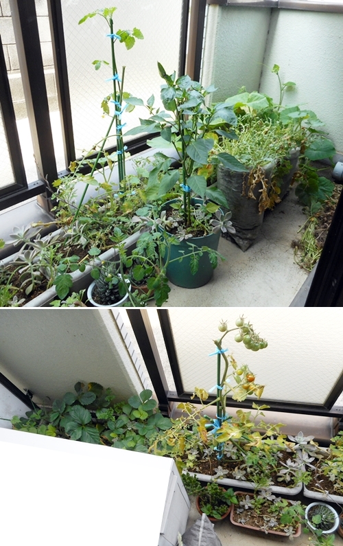 f:id:plnttr831:20170620112639j:plain