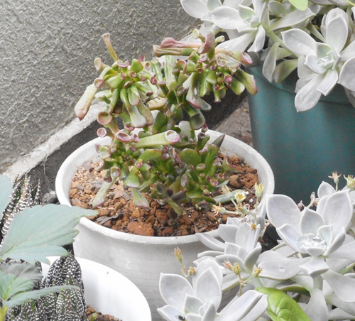 f:id:plnttr831:20180525085827j:plain