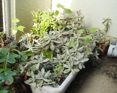 f:id:plnttr831:20180905101413j:plain