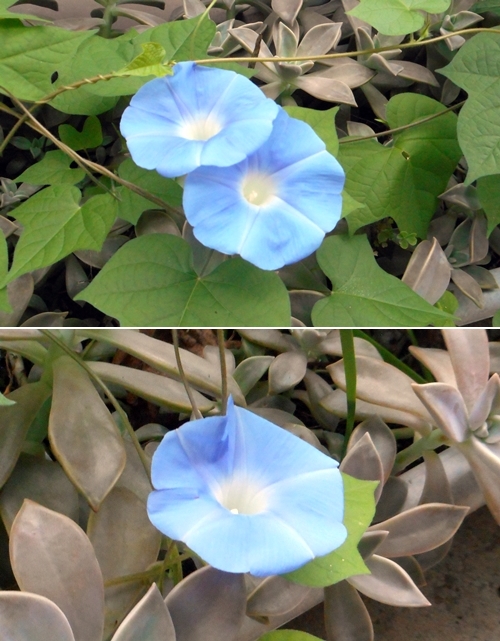 f:id:plnttr831:20180920200406j:plain