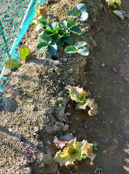 f:id:plnttr831:20201122105222j:plain