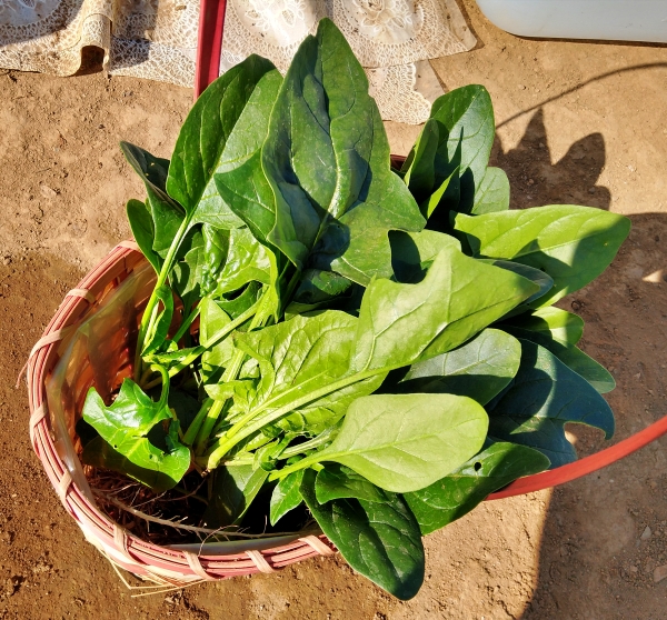 f:id:plnttr831:20201122172015j:plain