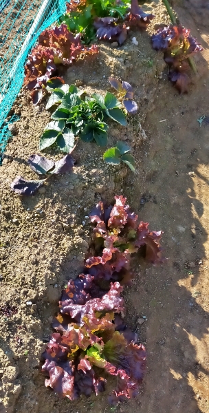 f:id:plnttr831:20201218120020j:plain