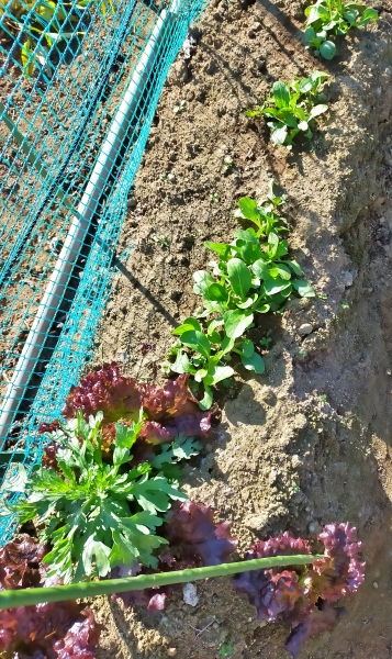 f:id:plnttr831:20201218120024j:plain