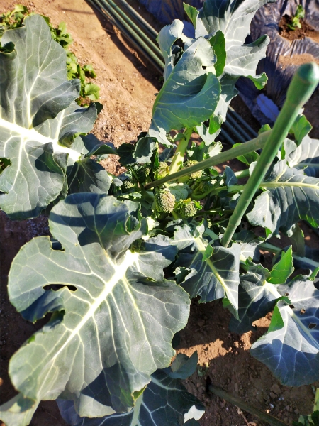 f:id:plnttr831:20201218120035j:plain