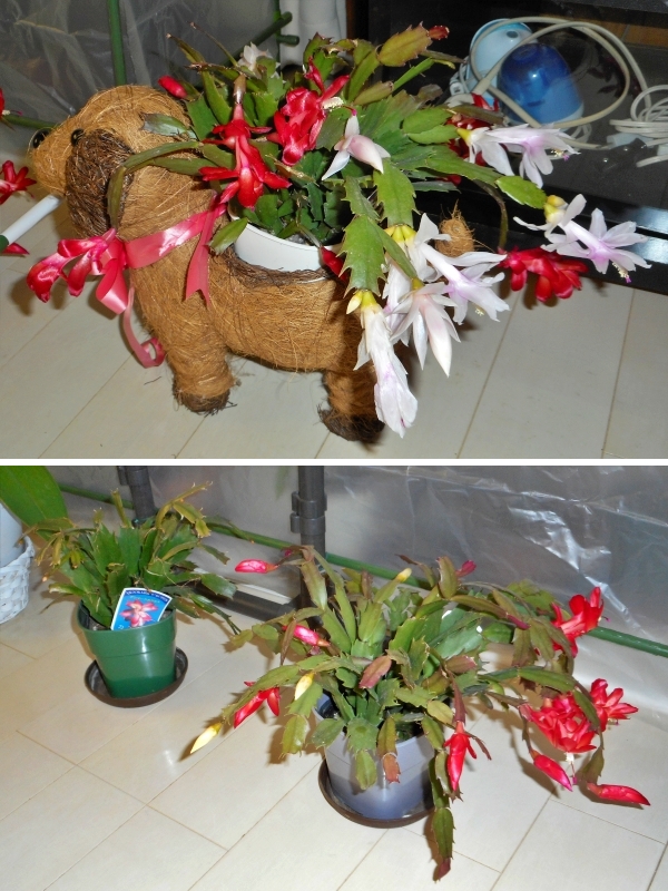 f:id:plnttr831:20201226170223j:plain
