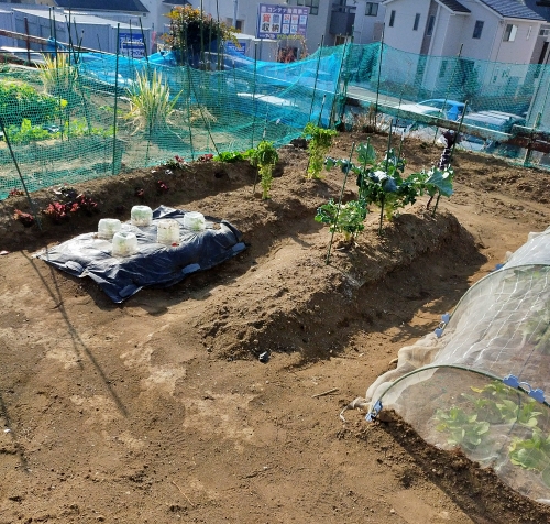 f:id:plnttr831:20210116173131j:plain