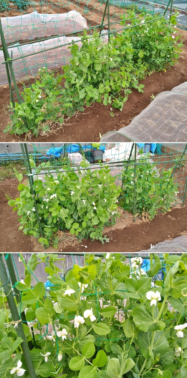 f:id:plnttr831:20210325174554j:plain