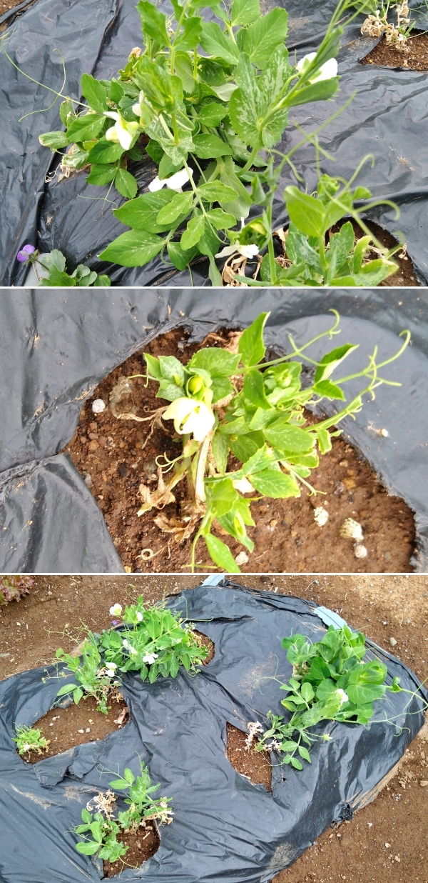 f:id:plnttr831:20210325174602j:plain