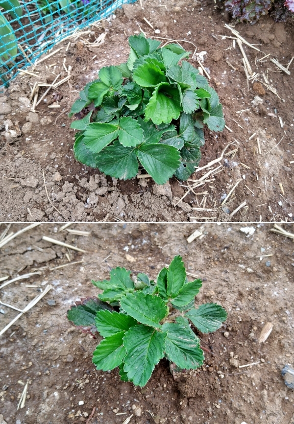 f:id:plnttr831:20210325174606j:plain