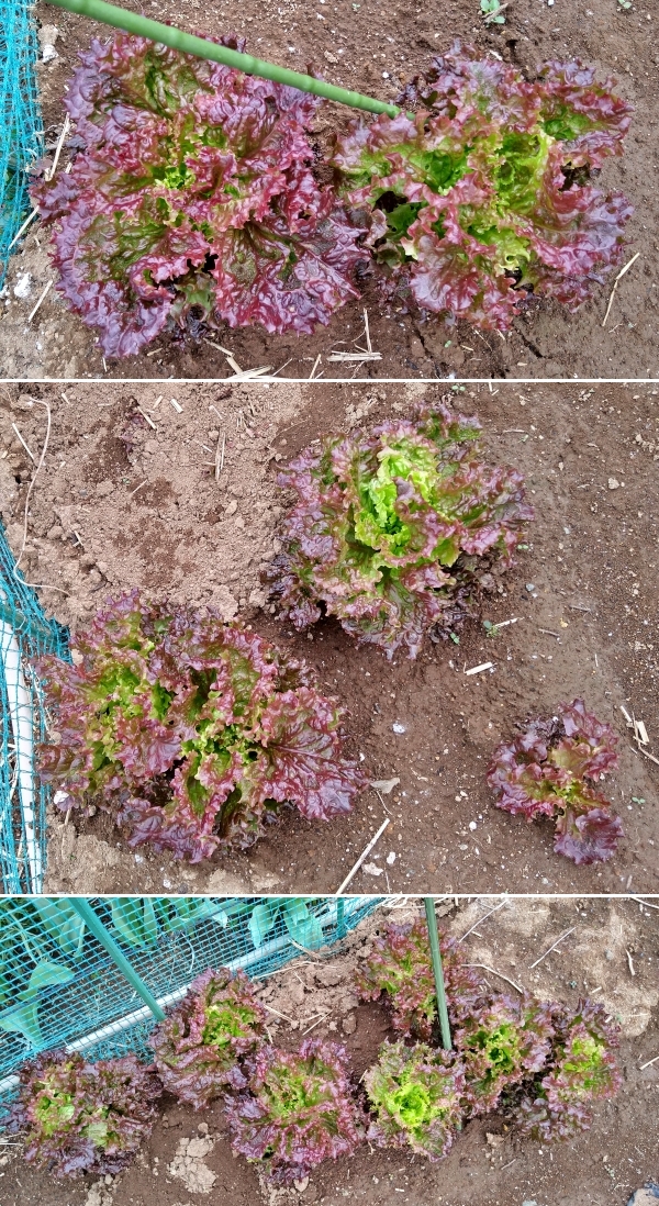 f:id:plnttr831:20210325174610j:plain