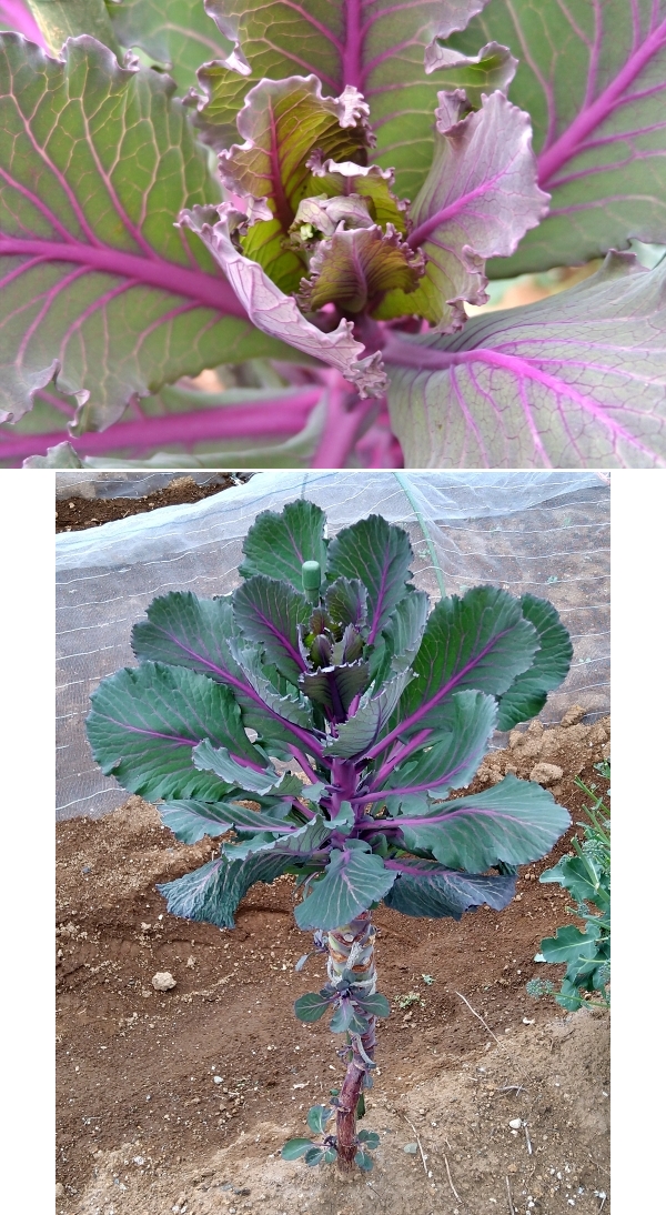 f:id:plnttr831:20210325174619j:plain