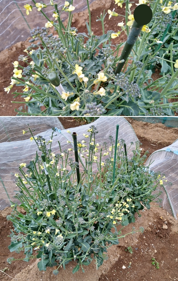 f:id:plnttr831:20210325174624j:plain