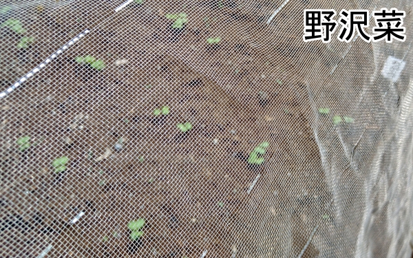 f:id:plnttr831:20210327171459j:plain
