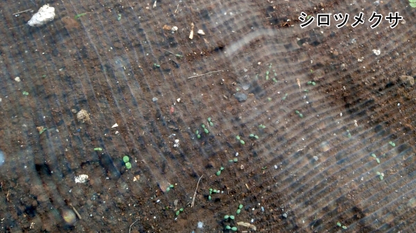 f:id:plnttr831:20210327171505j:plain