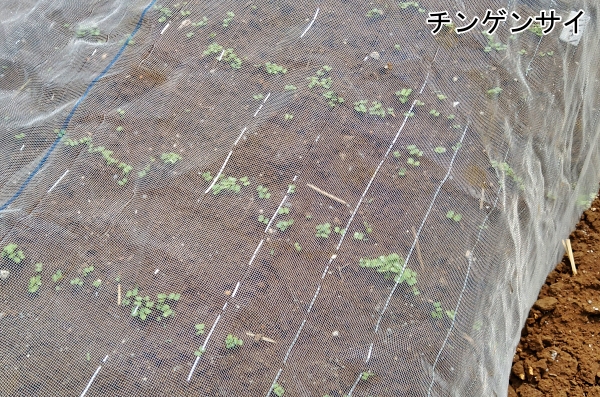 f:id:plnttr831:20210327171513j:plain