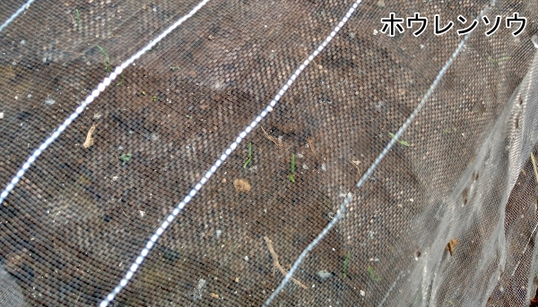 f:id:plnttr831:20210327171526j:plain