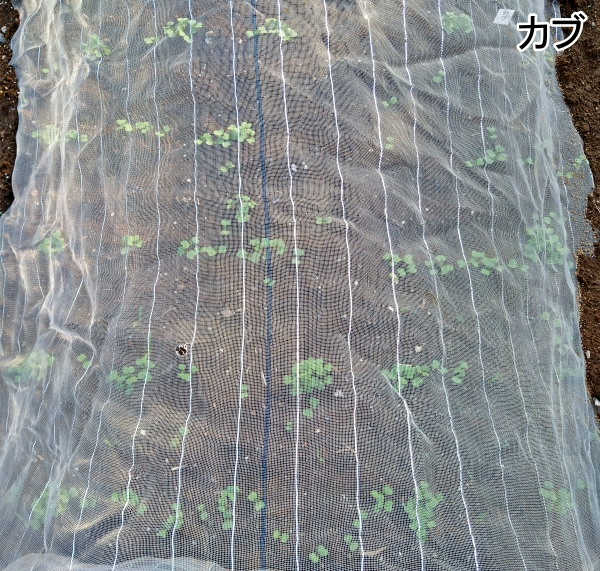 f:id:plnttr831:20210329212634j:plain