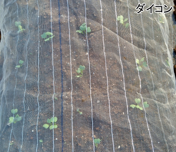 f:id:plnttr831:20210329212638j:plain